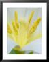 Extreme Close-Up Of The Center Of A White Tulip, France by Stephen Sharnoff Limited Edition Print