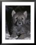 Portrait Of A Four-Seek-Old Gray Wolf Pup, Canis Lupus, In It's Den by Jim And Jamie Dutcher Limited Edition Print