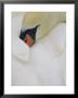 Close View Of A Swan Sleeping With Its Beak Tucked Under Its Wing by Norbert Rosing Limited Edition Print