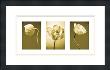Caramel Blooms by Heather Johnston Limited Edition Pricing Art Print