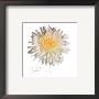 White Daisy by Jay Schadler Limited Edition Pricing Art Print