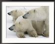 A Portrait Of A Polar Bear Mother And Her Cubs by Norbert Rosing Limited Edition Print