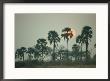 Palm Trees At Twilight by Beverly Joubert Limited Edition Print