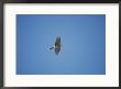 A Peregrine Falcon Soars Above The Apostle Islands by Raymond Gehman Limited Edition Print