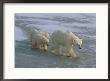 A Mother Polar Bear Walks Across The Ice With Her Cubs by Paul Nicklen Limited Edition Print