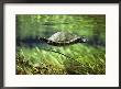 A Freshwater Turtle Swimming Underwater by Bill Curtsinger Limited Edition Print