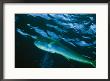 A Close View Of A Dolphin Fish, Also Known As Mahi Mahi, Swimming In The Sea by Bill Curtsinger Limited Edition Print