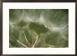 A Close View Of A Dandelion Seed Head by Raul Touzon Limited Edition Print
