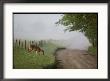 A White-Tailed Deer Feeds By A Dirt Road At Cades Cove by George F. Mobley Limited Edition Print