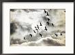 Geese In Flight by Emory Kristof Limited Edition Pricing Art Print