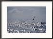 Albatross In Flight Over Sunlit Ocean by Jason Edwards Limited Edition Print