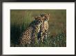 A Portrait Of A Pair Of Juvenile African Cheetahs by Chris Johns Limited Edition Pricing Art Print