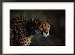 An African Cheetah Stares Intently At An Unseen Object by Chris Johns Limited Edition Print