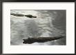 Two American Alligators Lie In Calm Water by Annie Griffiths Belt Limited Edition Pricing Art Print