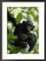 A Chimpanzee In A Tree by Michael Fay Limited Edition Print