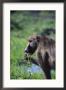 A Chacma Baboon Eating Some Weeds In Chobe National Park by Beverly Joubert Limited Edition Print
