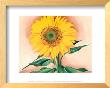 A Sunflower From Maggie, 1937 by Georgia O'keeffe Limited Edition Pricing Art Print