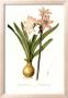 Amaryllis Belladonna by Pierre-Joseph Redouté Limited Edition Pricing Art Print