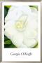 White Camelia by Georgia O'keeffe Limited Edition Pricing Art Print