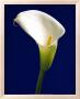 Calla On Blue Ii by Alex Sedgwick Limited Edition Print