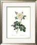 Rosa Albaflore Pleno by Pierre-Joseph Redoute Limited Edition Pricing Art Print