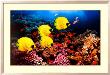 Red Sea Serenity by Georgette Douwma Limited Edition Print