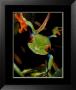 Red-Eyed Tree Frog by J. Mitchell Limited Edition Pricing Art Print