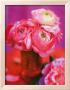 Pink Bouquet by Pernilla Bergdahl Limited Edition Print