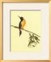 Birds by Aurore De La Morinerie Limited Edition Pricing Art Print