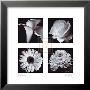 Four Flowers by Bill Philip Limited Edition Print