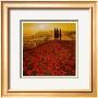 Poppy Field by Steve Thoms Limited Edition Pricing Art Print