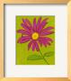 Wild Daisy Iv by Kate Rowley Limited Edition Print