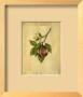Nutmeg by Renee Bolmeijer Limited Edition Pricing Art Print