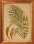 Palm Frond Iv by Wilbur Limited Edition Print