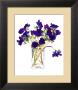Purple Anemones by Claire Winteringham Limited Edition Print