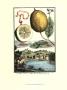Lemon Of Cedrato by Johann Christof Volckamer Limited Edition Pricing Art Print