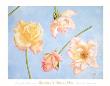 Heaven's Roses I by David Hwang Limited Edition Print
