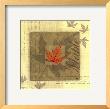 Maple by Tandi Venter Limited Edition Print