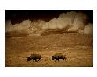 Buffalo Sky by Jim Tunell Limited Edition Print