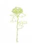 A Chrysanthemum Ii by Filippo Ioco Limited Edition Print