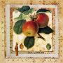 Apple Branch by G.P. Mepas Limited Edition Print