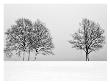 Winter Tree Line Ii by Ilona Wellmann Limited Edition Print