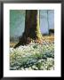 Plants Under Trees Galanthus Nivalis (Snowdrop) Growing Under Tree, March Lake Behind by Mark Bolton Limited Edition Print