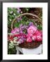 Rosa, Solanum And Larkspur Summer Flowers In A Basket On A White Stool In The Garden by Lynne Brotchie Limited Edition Print