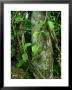 Ayahuasca Vine, Used As Hallucinogen, Amazonian Peru by Paul Franklin Limited Edition Print