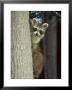 Raccoon, Province Of Quebec, Canada by Philippe Henry Limited Edition Print