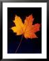 Autumn Leaf by Frank Chmura Limited Edition Pricing Art Print
