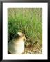 Terracotta Pitcher Lavandula, Gravel, Holt Farm, Somerset by Mark Bolton Limited Edition Print