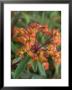 Euphorbia (Fern Cottage) by Mark Bolton Limited Edition Print