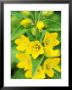 Lysimachia Punctata Close-Up Of Yellow Flower Head by Lynn Keddie Limited Edition Pricing Art Print